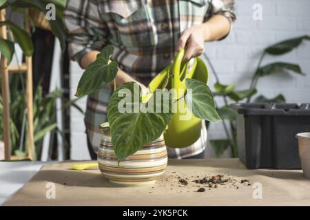 Trapiantando una pianta di casa Philodendron verrucosum in un nuovo vaso più grande in casa interna. Cura per una pianta in vaso, mani primo piano Foto Stock