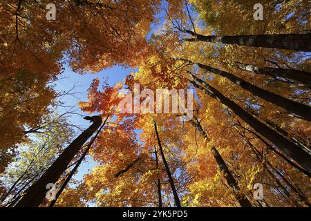 Natura, foresta autunnale, vista dal basso sulle cime degli alberi, provincia del Quebec, Canada, Nord America Foto Stock