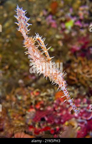 Pesci Ghostpipefish ornati, Solenostomus paradoxus, Coral Reef, Bunaken National Marine Park, Bunaken, Nord Sulawesi, Indonesia, Asia Foto Stock