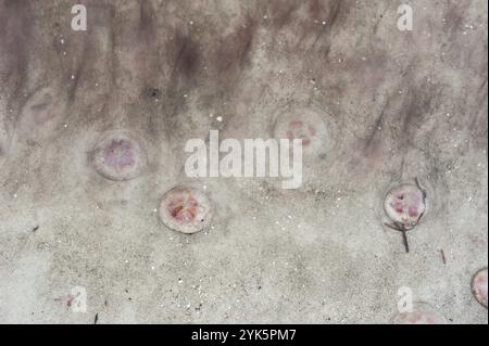 Meduse lunari (Aurelia aurita), meduse morte vengono lavate sulla spiaggia, sul Mar Baltico, Darss, Germania, Europa Foto Stock