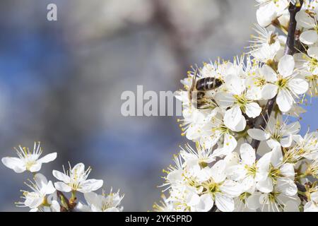 Api mellifere che raccolgono polline dai fiori. Natura primaverile. L'ape raccoglie il nettare dai fiori bianchi Foto Stock