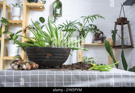 L'incapsulamento, il trapianto e la riproduzione sono la separazione dei figli della pianta dell'Aloe vera. Succulento sul tavolo, vaso, terreno, paletta Foto Stock