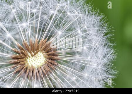 Semi di dente di leone su sfondo verde Foto Stock