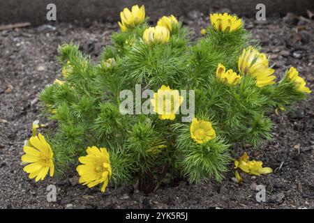 Adonis vernalis o pianta verde dell'occhio del fagiano di primavera con fiori gialli. Piante medicinali Foto Stock