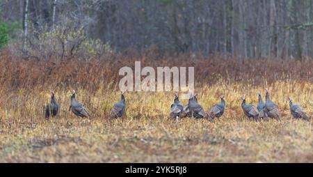 Gregge di tacchini tom che si nutrono in una giornata autunnale umida nel Wisconsin settentrionale. Foto Stock