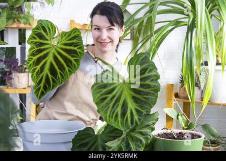 La donna in grembiule contiene grandi foglie di filodendro a righe e si prende cura di piante in vaso, trapianto e revaso di grandi piante domestiche Philodendron verrucosum Foto Stock