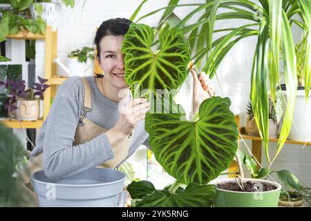 La donna in grembiule contiene grandi foglie di filodendro a righe e si prende cura di piante in vaso, trapianto e revaso di grandi piante domestiche Philodendron verrucosum Foto Stock