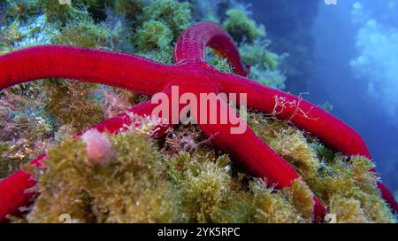 Stella marina viola, Ophidiaster ophidianus, Parco naturale Cabo Cope-Puntas del Calnegre, Mar Mediterraneo, regione di Murcia, Murcia, Spagna, Europa Foto Stock