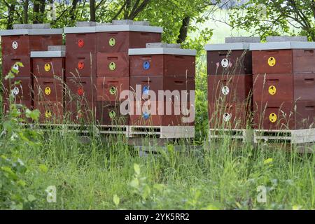 Alveari di legno. Alveari in natura. Concetto di apicoltura Foto Stock