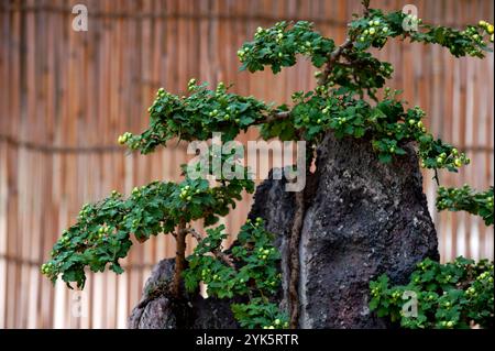 Esposizione di bonsai al Chrysanthemum con montagne in miniatura e vigne striscianti raffiguranti alberi in mostra a Fukuyama, Hiroshima, Giappone. Foto Stock