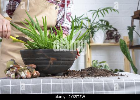 Le mani della donna in un grembiule Potting, trapianto e riproduzione sono la separazione dei bambini della pianta di Aloe vera. Succulento sul tabellone Foto Stock