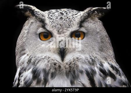 Gufo dell'aquila siberiana su sfondo nero, bubo bubo sibiricus Foto Stock