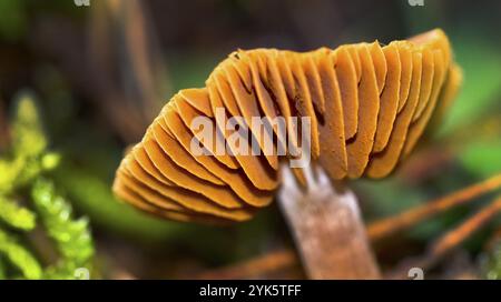 Funghi selvatici, Parco Nazionale della Sierra de Guadarrama, Segovia, Castiglia Leon, Spagna, Europa Foto Stock