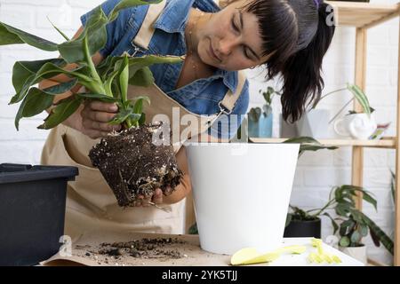 Trapiantare una pianta casa in vaso banana palma Musa in una pentola con annaffiatura automatica. Rigenerarsi in un nuovo terreno, le mani delle donne che si prendono cura di un pl tropicale Foto Stock