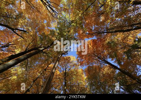 Natura, foresta autunnale, vista dal basso sulle cime degli alberi, provincia del Quebec, Canada, Nord America Foto Stock