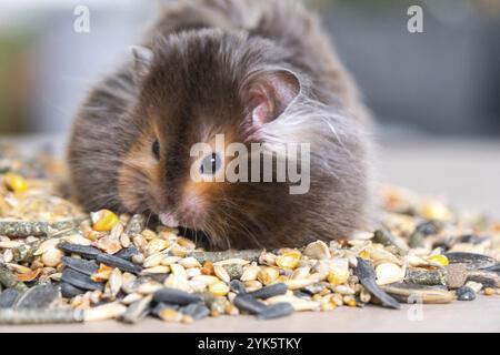 Divertente e soffice criceto siriano si siede su una manciata di semi e mangia e riempie le guance di brodo. Cibo per roditori per animali domestici, vitamine. Primo piano Foto Stock