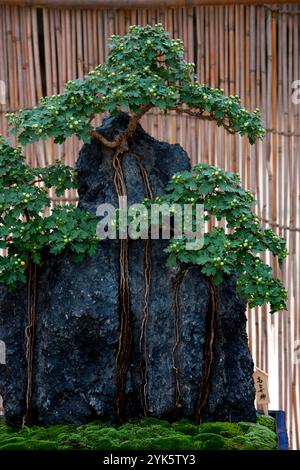 Esposizione di bonsai al Chrysanthemum con montagne in miniatura e vigne striscianti raffiguranti alberi in mostra a Fukuyama, Hiroshima, Giappone. Foto Stock