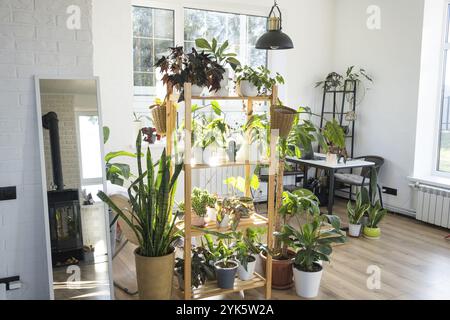 Scaffalatura con un gruppo di piante interne all'interno. Pianta domestica che cresce e che si prende cura di pianta interna, casa verde Foto Stock