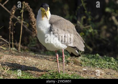 Lapwing mascherato (Vanellus Miles) in piedi Foto Stock