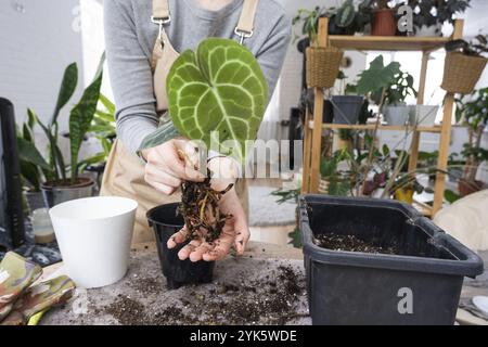 Ripottare una pianta di casa Anthurium clarinervium in una nuova pentola all'interno della casa. Cura per una pianta in vaso, mani primo piano Foto Stock