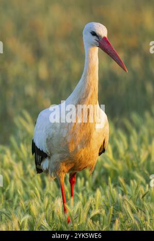 Cicogna bianca, Ciconia ciconia, campi agricoli, Castilla y Leon, Spagna, Europa Foto Stock