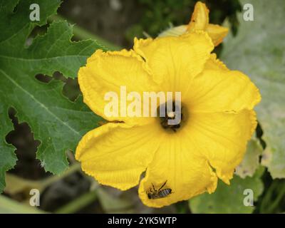 Fiore di zucchine con api. Impollinazione di fiori. Coltivare zucchine in un orto Foto Stock