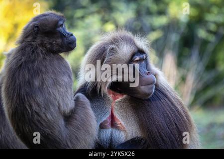 Famiglia di babbuini di gelada (Theropithecus gelada) Foto Stock