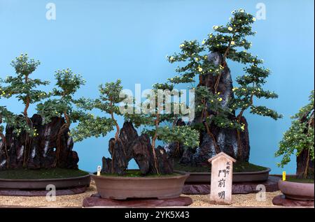 Esposizione di bonsai al Chrysanthemum con montagne in miniatura e vigne striscianti raffiguranti alberi in mostra a Fukuyama, Hiroshima, Giappone. Foto Stock