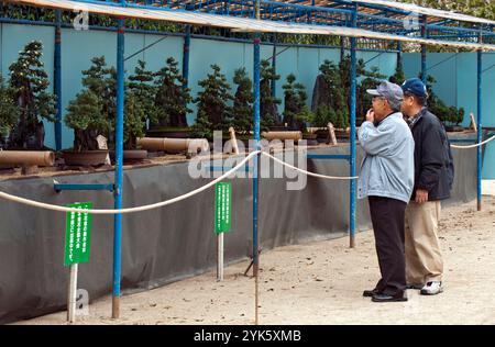 Esposizione di bonsai al Chrysanthemum con montagne in miniatura e vigne striscianti raffiguranti alberi in mostra a Fukuyama, Hiroshima, Giappone. Foto Stock