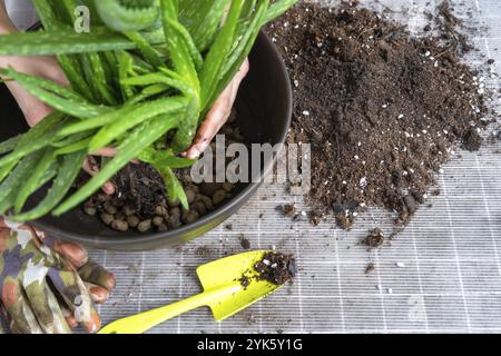 L'incapsulamento, il trapianto e la riproduzione sono la separazione dei figli della pianta dell'Aloe vera. Succulento sul tavolo, vaso, terreno, paletta Foto Stock