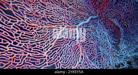 Gorgonian, Sea Fan, fruste marine, Coral Reef, Atollo di Ari Sud, Maldive, Oceano Indiano, Asia Foto Stock