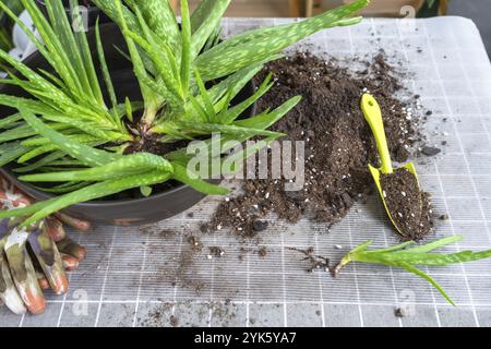 L'incapsulamento, il trapianto e la riproduzione sono la separazione dei figli della pianta dell'Aloe vera. Succulento sul tavolo, vaso, terreno, paletta Foto Stock