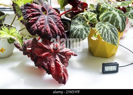 Sensore di umidità e temperatura per la corretta cura delle piante a casa. Begonia deciduo decorativo all'interno della casa. Hobby in crescita, cari Foto Stock