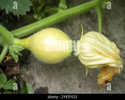 Giovani zucchine in giardino. Pianta di zucchine e fiore. Coltivare zucchine in un orto Foto Stock