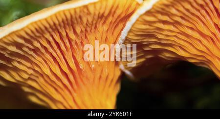 Funghi selvatici, Parco Nazionale della Sierra de Guadarrama, Segovia, Castiglia Leon, Spagna, Europa Foto Stock