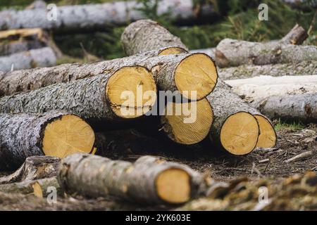 Un mucchio di legno. Una vista di enormi quantità di registri Foto Stock