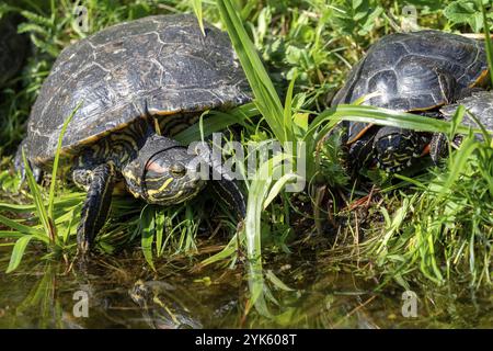 Tartarughe distese sull'erba. Gruppo di pattini con orecchie rosse (Trachemys scripta elegans) nello stagno Foto Stock
