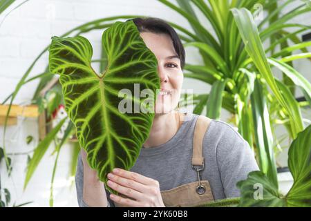 La donna in grembiule contiene grandi foglie di filodendro a righe e si prende cura di piante in vaso, trapianto e revaso di grandi piante domestiche Philodendron verrucosum Foto Stock