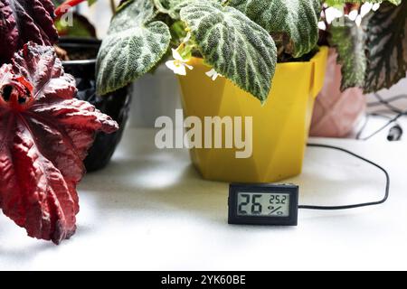 Sensore di umidità e temperatura per la corretta cura delle piante a casa. Begonia deciduo decorativo all'interno della casa. Hobby in crescita, cari Foto Stock