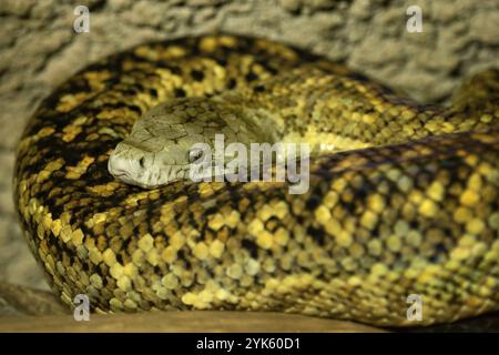 Boa giamaicano, Epicrates subflavus, questo serpente è minacciato di estinzione Foto Stock
