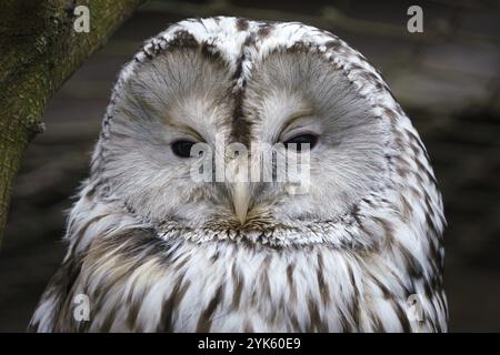 Ritratto del gufo degli Urali, Strix uralensis Foto Stock