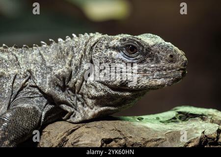 L'Utila Iguana su un ramo (Ctenosaura bakeri) è una specie di lucertola in pericolo critico Foto Stock