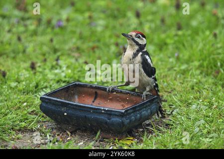 Grande picchio di picchio giovane uomo seduto su un vaso in erba verde guardando dalla parte anteriore sinistra Foto Stock