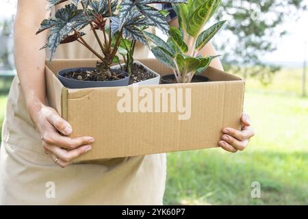 Il fiorista confeziona le piante in vaso in una scatola per la consegna all'acquirente. Vendita, spedizione sicura di piante dal magazzino, pacco. Negozio di fiori, casa piccola Foto Stock