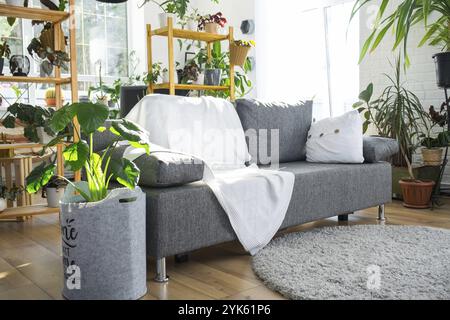 Un moderno divano grigio con una plaid bianca in un interno in stile loft e una casa verde con piante in vaso. Camera accogliente e luminosa, moquette, soggiorno Foto Stock