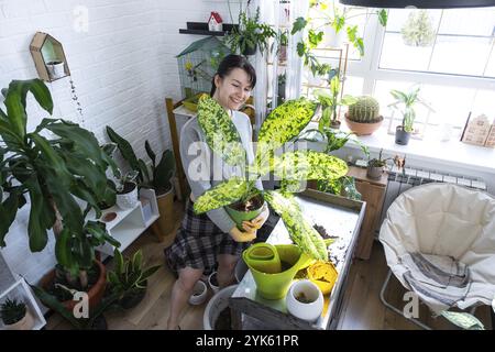 Reintravedere e curare la pianta della casa dieffenbachia Banana in un nuovo vaso negli interni della casa. Le donne allevano e coltivano piante come hobby, contengono diffenbac varietale Foto Stock