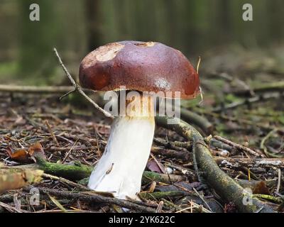 Brittlegill di granchio di fungo (Russula xerampelina), sfondo sfocato, Renania settentrionale-Vestfalia, Germania, Europa Foto Stock