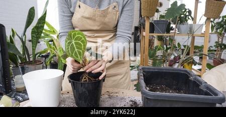 Ripottare una pianta di casa Anthurium clarinervium in una nuova pentola all'interno della casa. Cura per una pianta in vaso, mani primo piano Foto Stock