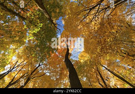 Natura, foresta autunnale, vista dal basso sulle cime degli alberi, provincia del Quebec, Canada, Nord America Foto Stock