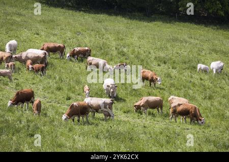 Vacche e vitelli di pascolare su un prato a molla nella giornata di sole Foto Stock